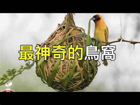 小鳥在家築巢風水|小鳥築巢改變家運？